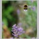 DSC_7115a.jpg