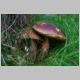 DSC_5244a.jpg