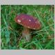 DSC_5245a.jpg